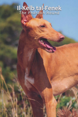 Malta 2 Euro 2026 "Faraohond", BU in blister